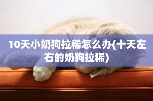 10天小奶狗拉稀怎么辦(十天左右的奶狗拉稀)