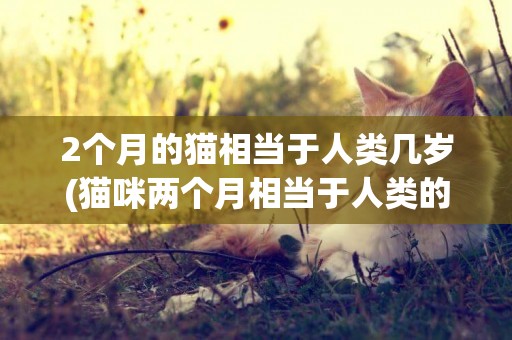 2個月的貓相當于人類幾歲(貓咪兩個月相當于人類的多大年齡)