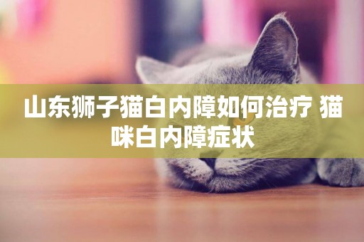 山東獅子貓白內障如何治療 貓咪白內障癥狀