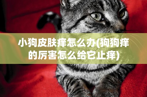 小狗皮膚癢怎么辦(狗狗癢的厲害怎么給它止癢)