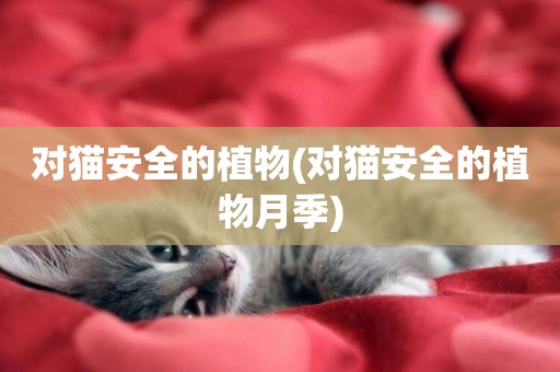 對貓安全的植物(對貓安全的植物月季)