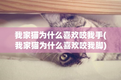 我家貓為什么喜歡咬我手(我家貓為什么喜歡咬我腳)
