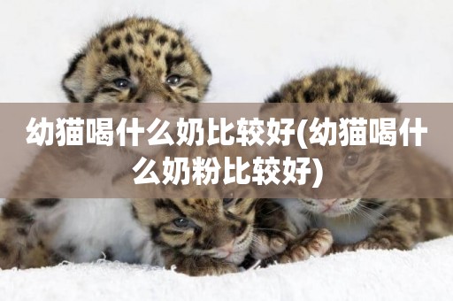 幼貓喝什么奶比較好(幼貓喝什么奶粉比較好)