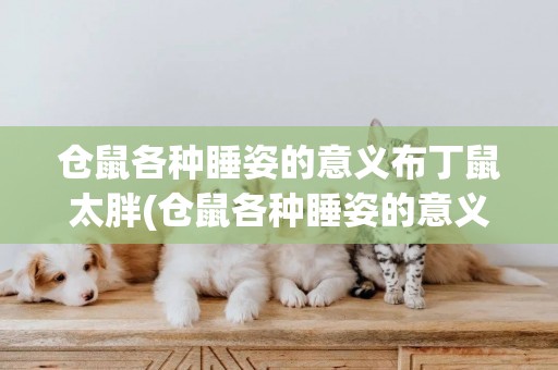 倉鼠各種睡姿的意義布丁鼠太胖(倉鼠各種睡姿的意義 四腳朝天)