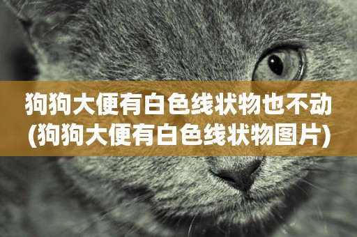 狗狗大便有白色線狀物也不動(狗狗大便有白色線狀物圖片)