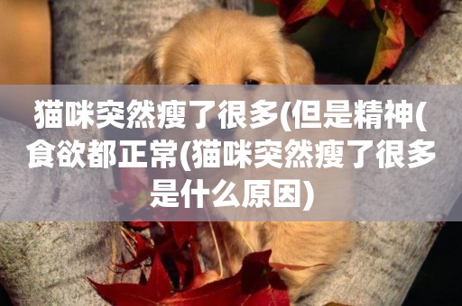 貓咪突然瘦了很多(但是精神(食欲都正常(貓咪突然瘦了很多是什么原因)