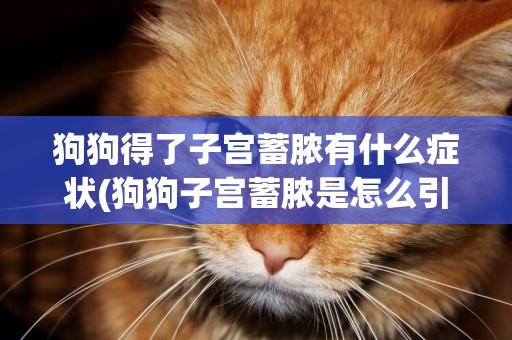 狗狗得了子宮蓄膿有什么癥狀(狗狗子宮蓄膿是怎么引起的)