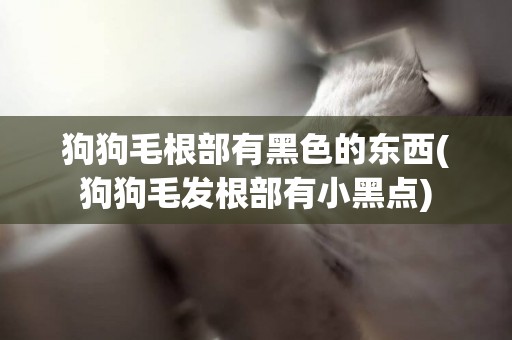 狗狗毛根部有黑色的東西(狗狗毛發根部有小黑點)