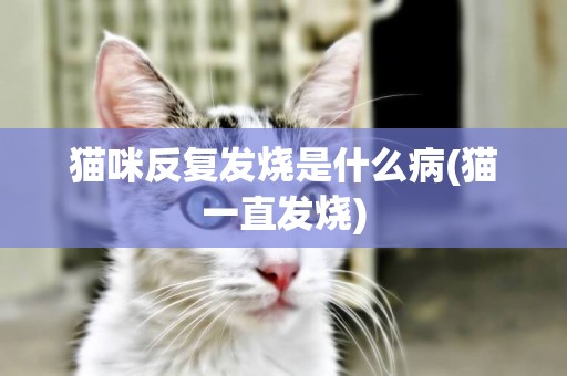 貓咪反復發燒是什么病(貓一直發燒)