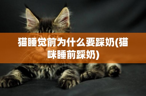 貓睡覺前為什么要踩奶(貓咪睡前踩奶)