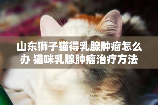 山東獅子貓得乳腺腫瘤怎么辦 貓咪乳腺腫瘤治療方法