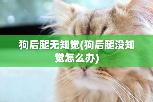狗后腿無知覺(狗后腿沒知覺怎么辦)