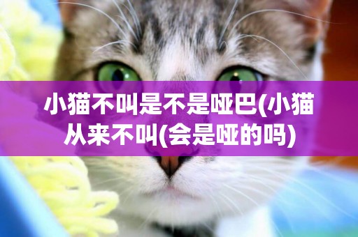 小貓不叫是不是啞巴(小貓從來不叫(會是啞的嗎)