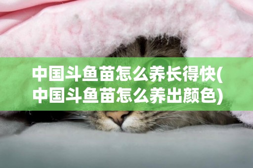 中國斗魚苗怎么養長得快(中國斗魚苗怎么養出顏色)