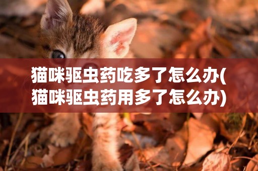 貓咪驅蟲藥吃多了怎么辦(貓咪驅蟲藥用多了怎么辦)
