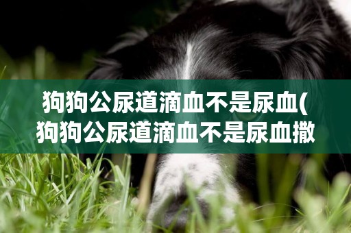 狗狗公尿道滴血不是尿血(狗狗公尿道滴血不是尿血撒尿分段)