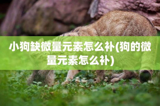 小狗缺微量元素怎么補(狗的微量元素怎么補)