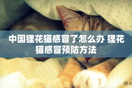 中國貍花貓感冒了怎么辦 貍花貓感冒預防方法