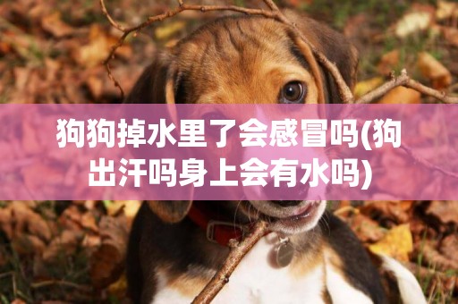 狗狗掉水里了會感冒嗎(狗出汗嗎身上會有水嗎)