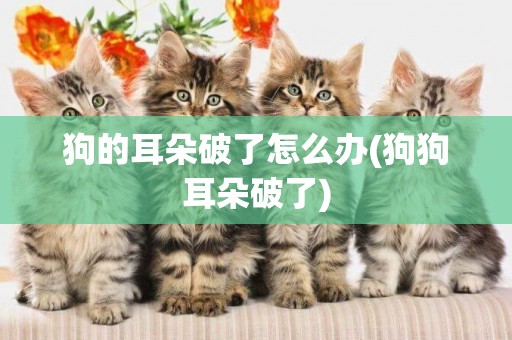 狗的耳朵破了怎么辦(狗狗耳朵破了)