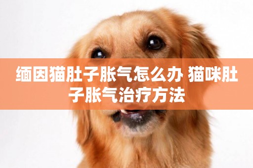 緬因貓肚子脹氣怎么辦 貓咪肚子脹氣治療方法