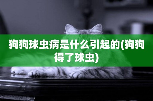狗狗球蟲病是什么引起的(狗狗得了球蟲)