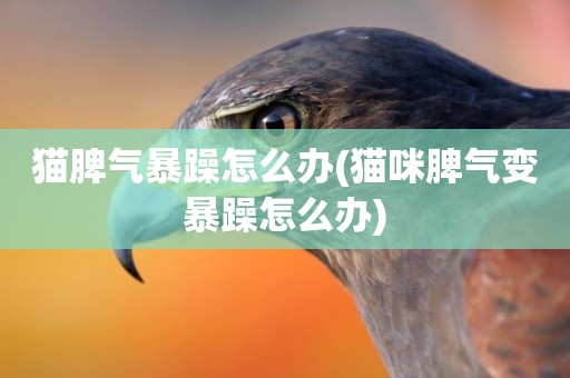 貓脾氣暴躁怎么辦(貓咪脾氣變暴躁怎么辦)