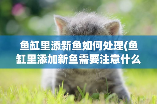 魚缸里添新魚如何處理(魚缸里添加新魚需要注意什么)