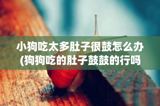 小狗吃太多肚子很鼓怎么辦(狗狗吃的肚子鼓鼓的行嗎)
