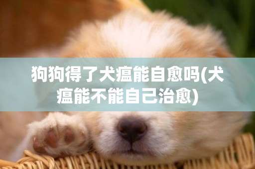 狗狗得了犬瘟能自愈嗎(犬瘟能不能自己治愈)