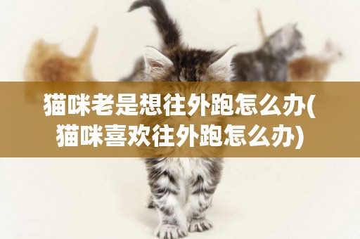 貓咪老是想往外跑怎么辦(貓咪喜歡往外跑怎么辦)