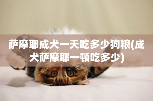 薩摩耶成犬一天吃多少狗糧(成犬薩摩耶一頓吃多少)