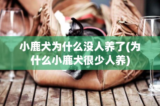 小鹿犬為什么沒人養了(為什么小鹿犬很少人養)