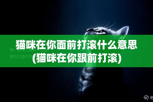 貓咪在你面前打滾什么意思(貓咪在你跟前打滾)