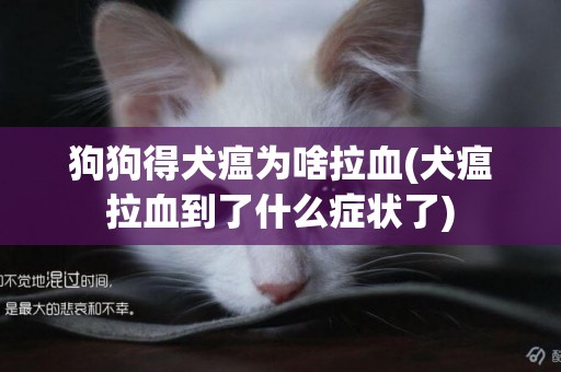 狗狗得犬瘟為啥拉血(犬瘟拉血到了什么癥狀了)
