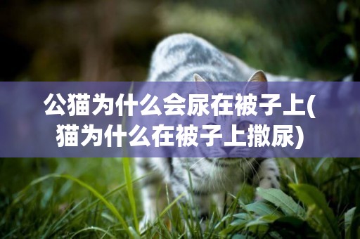 公貓為什么會尿在被子上(貓為什么在被子上撒尿)