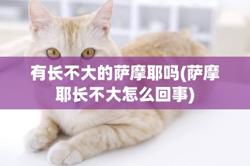 有長不大的薩摩耶嗎(薩摩耶長不大怎么回事)
