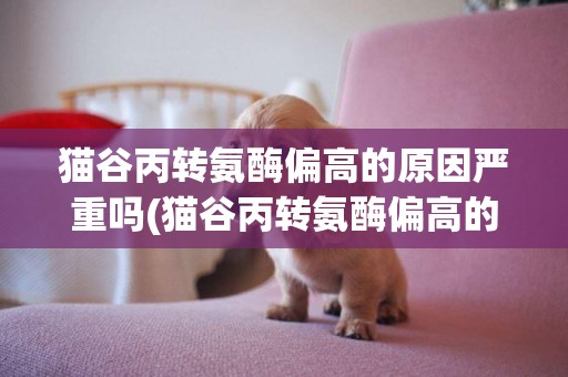 貓谷丙轉氨酶偏高的原因嚴重嗎(貓谷丙轉氨酶偏高的原因及危害)
