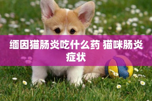 緬因貓腸炎吃什么藥 貓咪腸炎癥狀