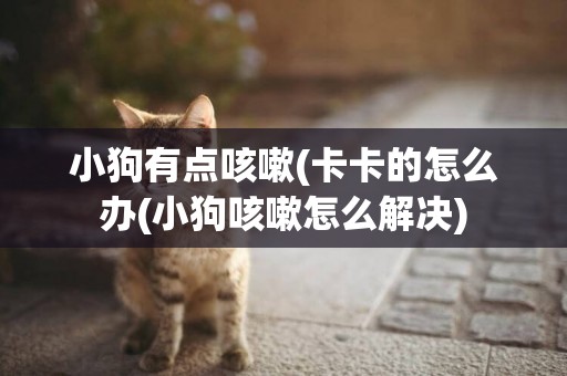 小狗有點咳嗽(卡卡的怎么辦(小狗咳嗽怎么解決)