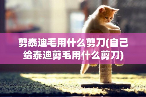 剪泰迪毛用什么剪刀(自己給泰迪剪毛用什么剪刀)