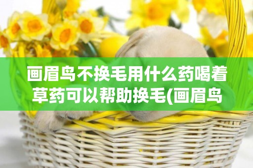 畫眉鳥不換毛用什么藥喝著草藥可以幫助換毛(畫眉鳥不換毛怎么辦?)