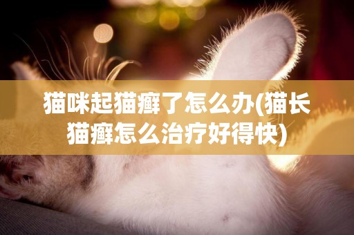 貓咪起貓癬了怎么辦(貓長貓癬怎么治療好得快)