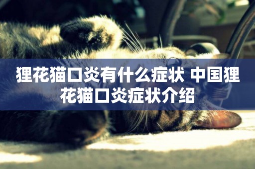 貍花貓口炎有什么癥狀 中國貍花貓口炎癥狀介紹