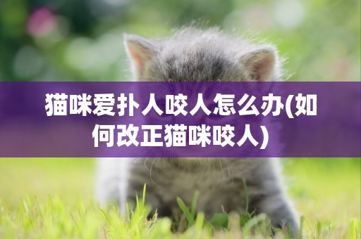 貓咪愛撲人咬人怎么辦(如何改正貓咪咬人)