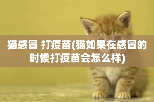 貓感冒 打疫苗(貓如果在感冒的時候打疫苗會怎么樣)