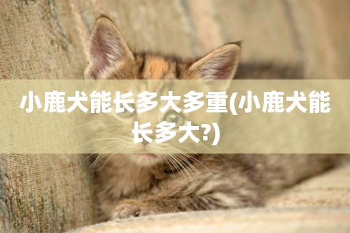 小鹿犬能長多大多重(小鹿犬能長多大?)