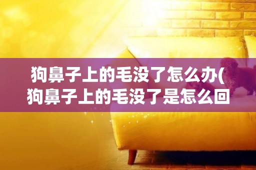 狗鼻子上的毛沒了怎么辦(狗鼻子上的毛沒了是怎么回事)