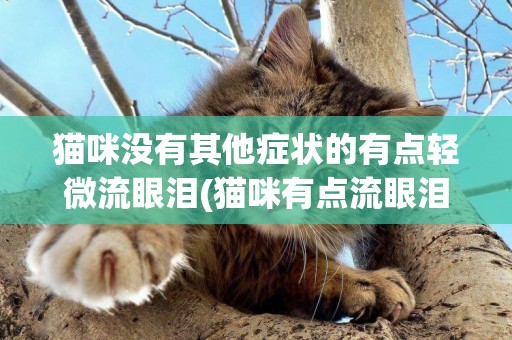 貓咪沒有其他癥狀的有點輕微流眼淚(貓咪有點流眼淚是怎么回事)