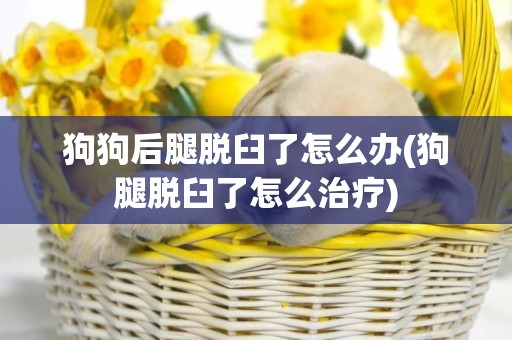 狗狗后腿脫臼了怎么辦(狗腿脫臼了怎么治療)